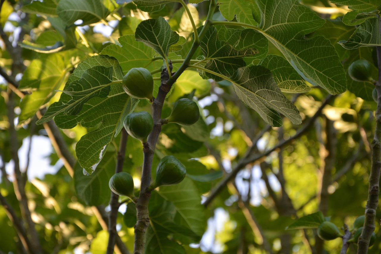 Green figs growing on a tree branch, surrounded by large green leaves in sunlight.
