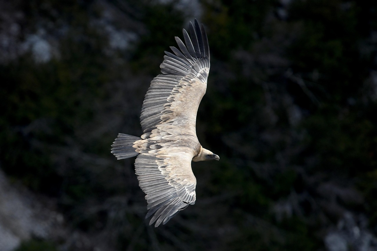 A large bird of prey with outstretched wings soars above a dark, blurred forest background.