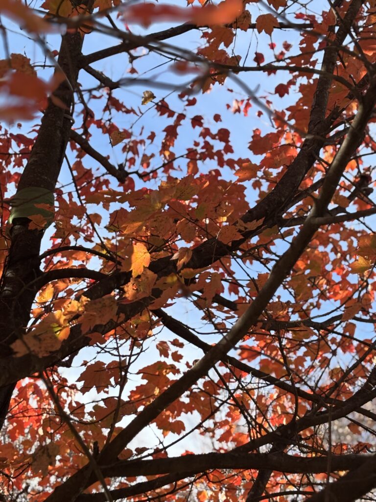 Branches with vibrant red and orange autumn leaves against a blue sky.