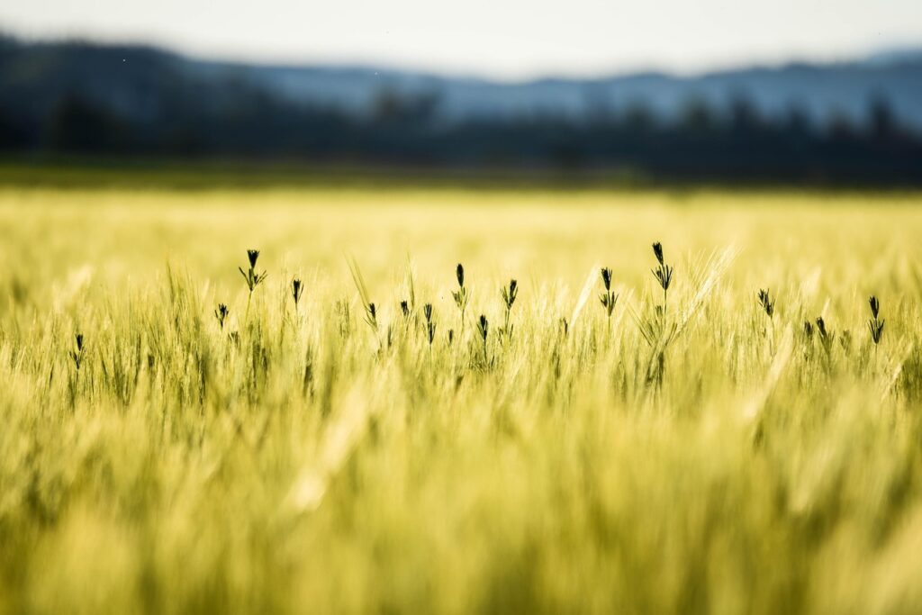 Golden wheat field with a few wildflowers, blurred background of hills and blue sky.