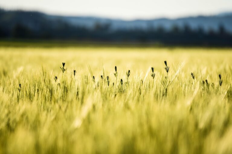 Golden wheat field with a few wildflowers, blurred background of hills and blue sky.