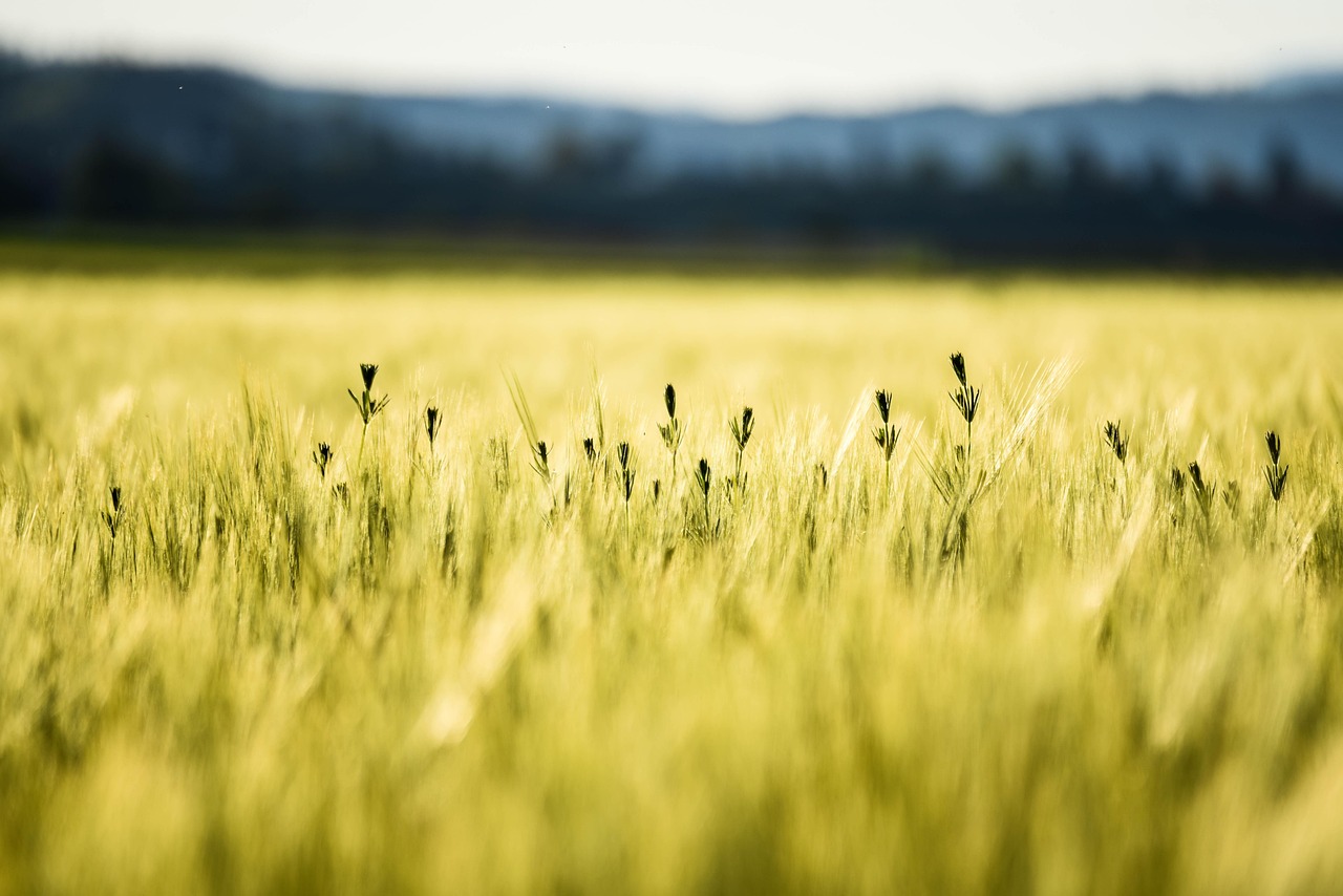 Golden wheat field with a few wildflowers, blurred background of hills and blue sky.