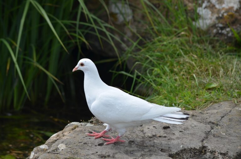 A white dove standing on a gray rock near green grass and plants.