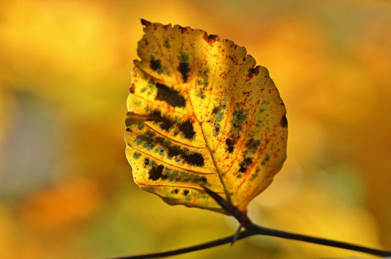 A close-up of a yellow autumn leaf with dark spots, backlit by warm sunlight, on a blurred background.