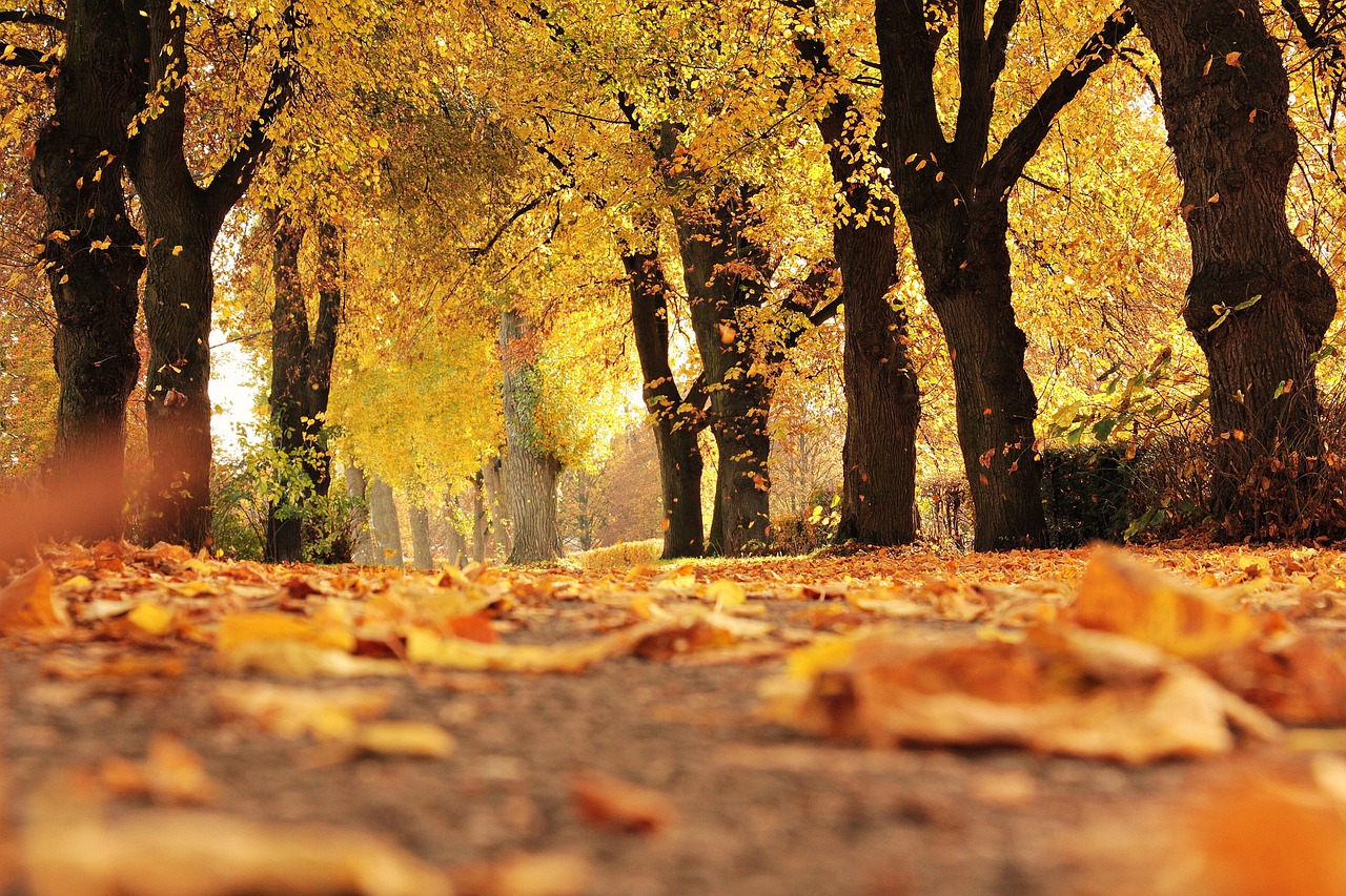 A path with yellow leaves on the ground.