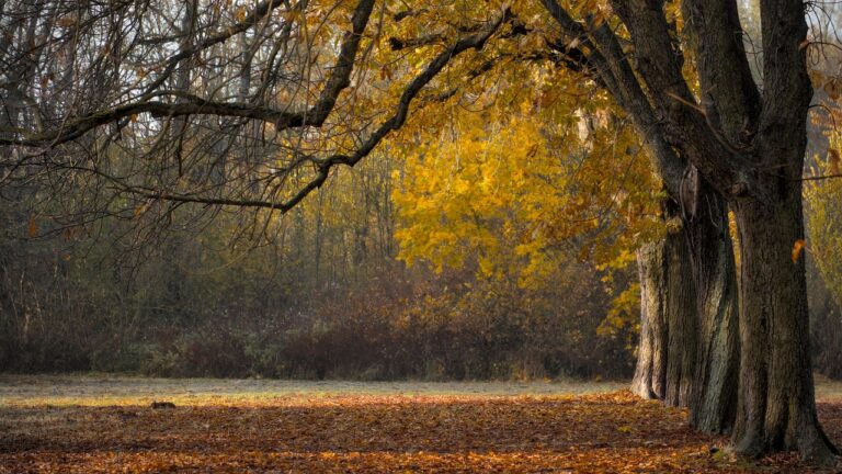 Tall trees with yellow autumn leaves and fallen leaves covering the ground in a serene, sunlit park.