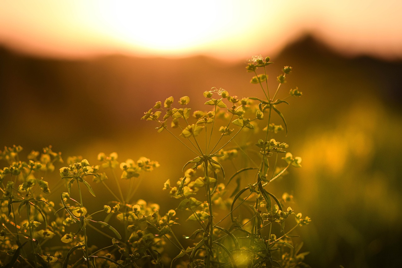 Yellow wildflowers in a field at sunset, with warm golden sunlight in the background.