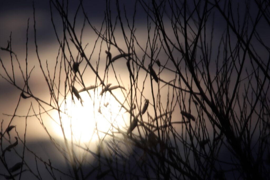 Silhouetted branches and birds against a blurred, glowing sunset sky.