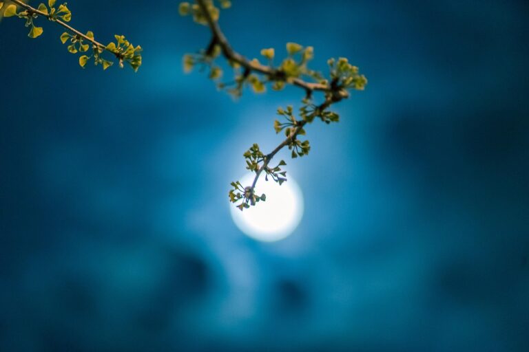 A branch with small leaves is silhouetted against a bright full moon in a blue night sky.