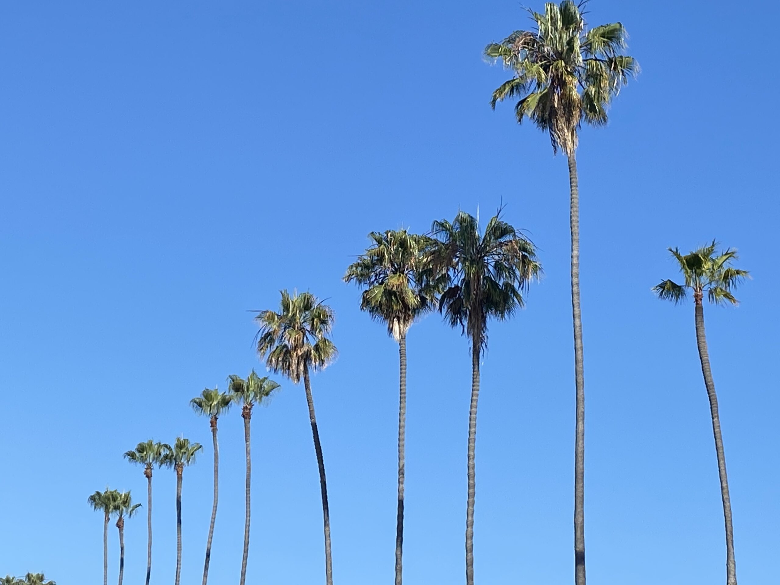 Tall palm trees in a row against a clear blue sky.