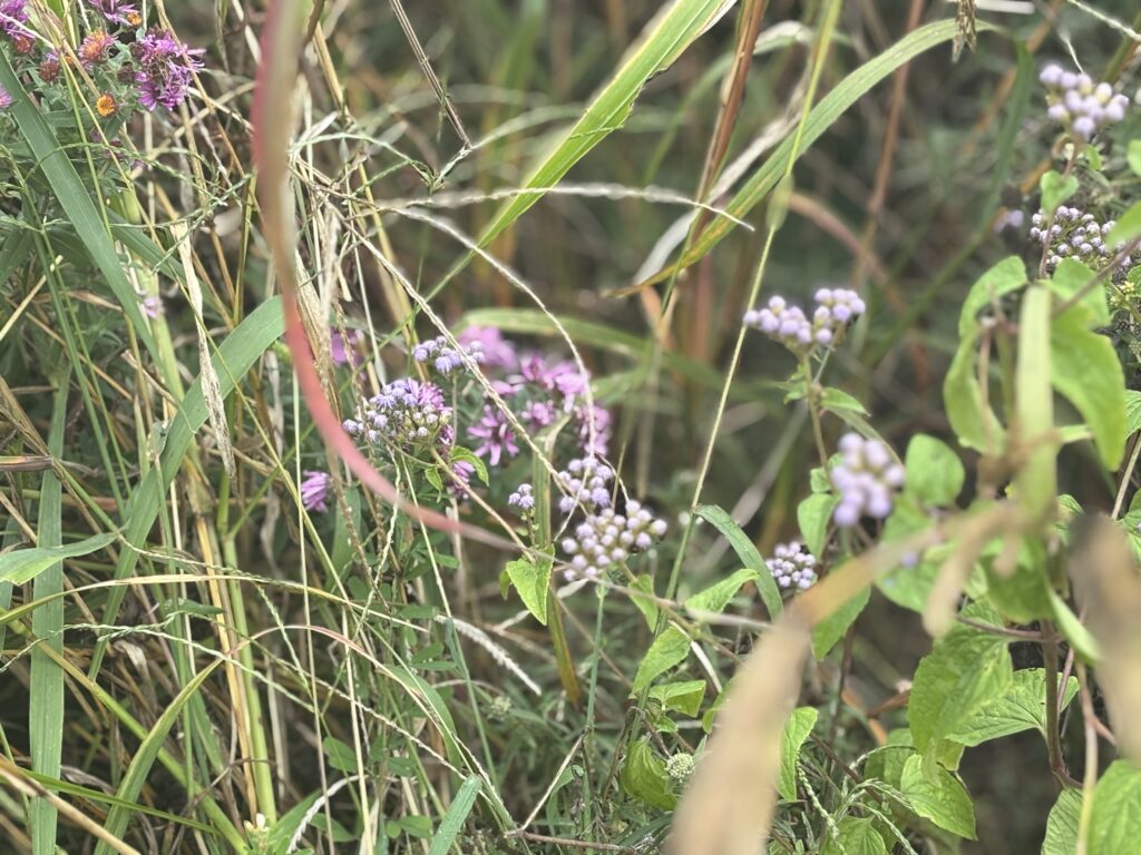 Close-up of wild grasses and purple flowers growing in a dense, natural outdoor setting.