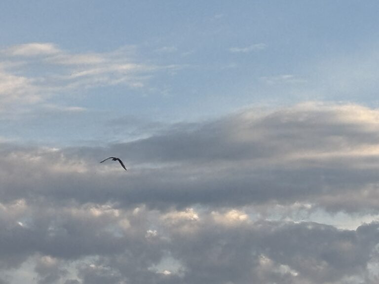 A lone bird flies in a cloudy sky at dusk with soft sunlight illuminating the clouds.