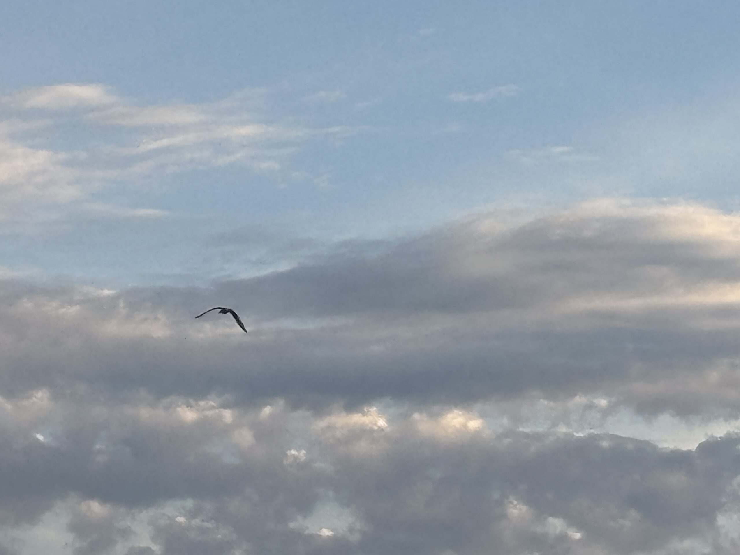 A lone bird flies in a cloudy sky at dusk with soft sunlight illuminating the clouds.