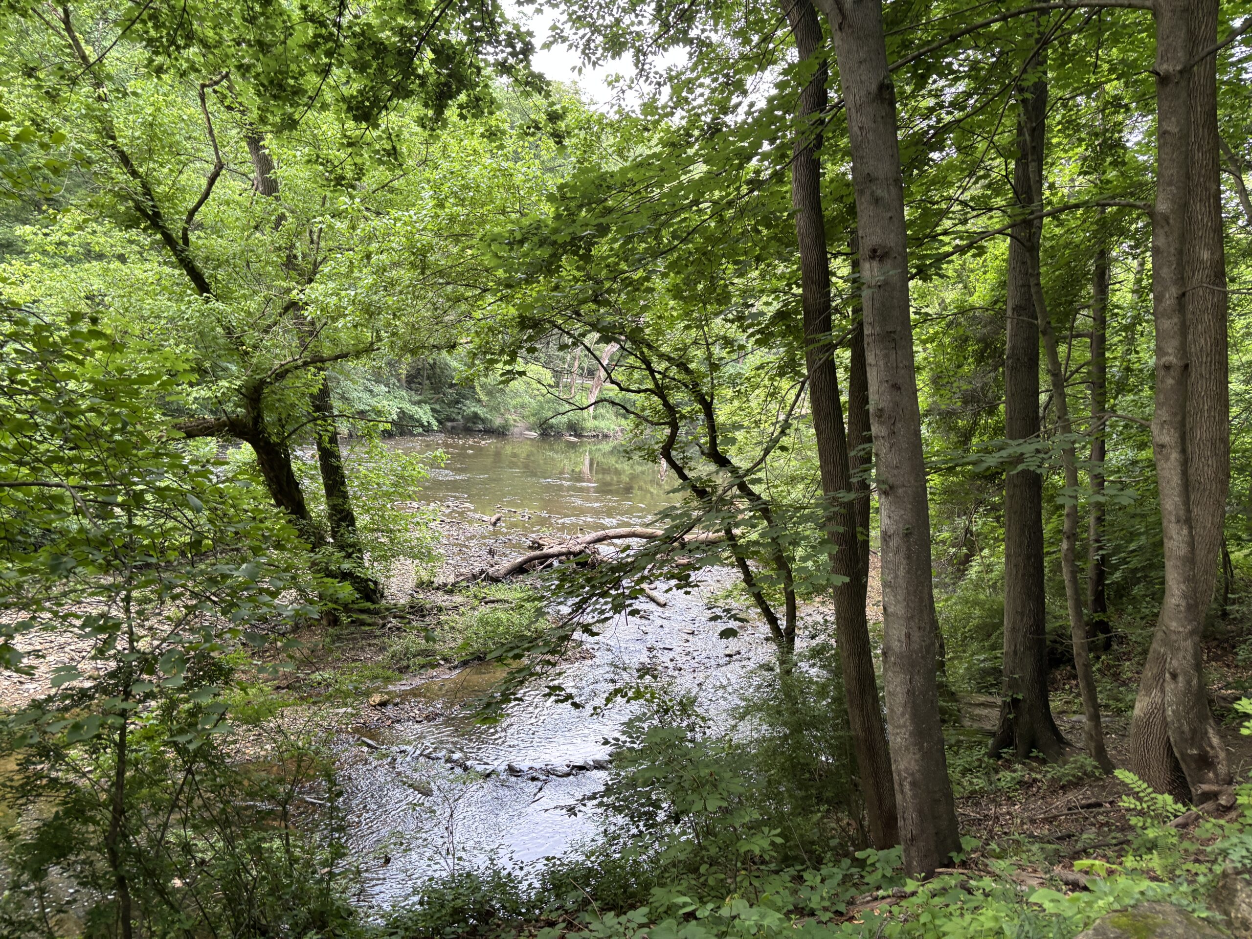 A peaceful forest scene with tall trees and a calm stream running through lush green vegetation.