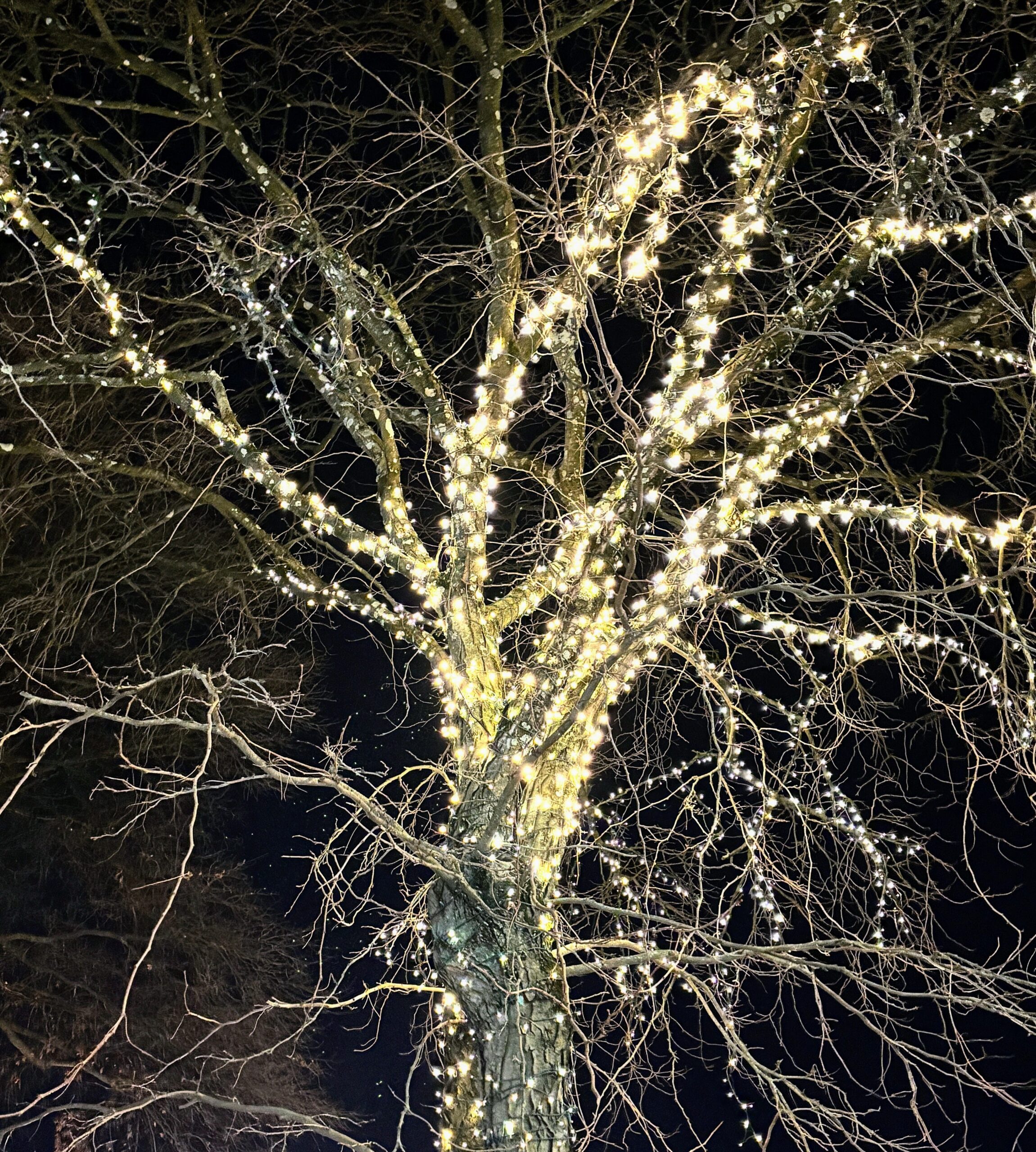 A leafless tree at night wrapped in glowing white string lights against a dark sky.