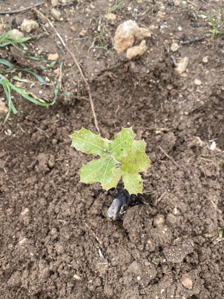 A small green sapling with spiky leaves growing in brown soil surrounded by scattered rocks and grass.
