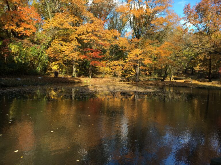 A pond reflects vibrant autumn trees with yellow and orange leaves under a clear blue sky.