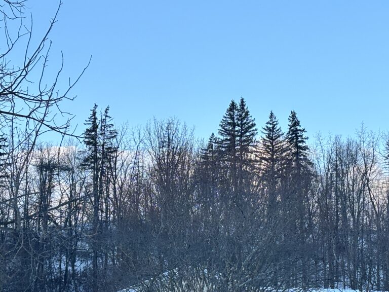 Bare winter trees and tall evergreens stand against a clear blue sky with snow on the ground and distant hills.