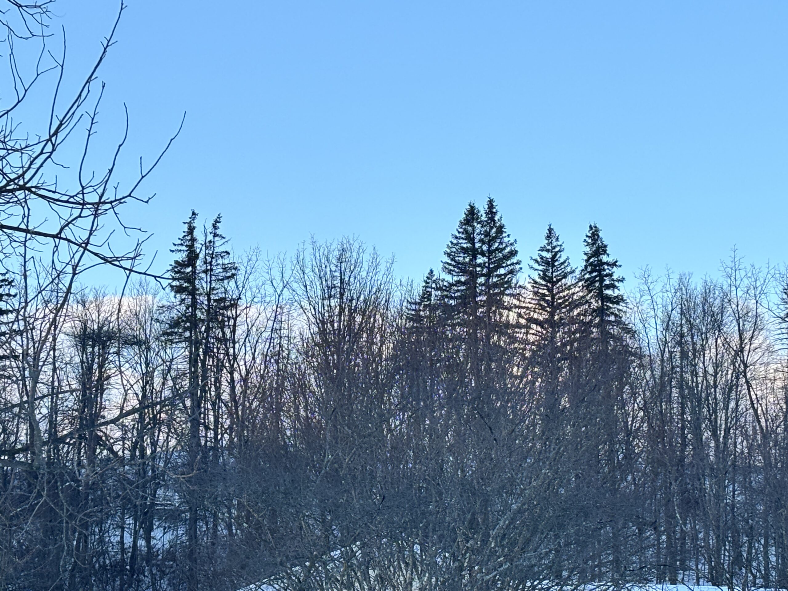 Bare winter trees and tall evergreens stand against a clear blue sky with snow on the ground and distant hills.
