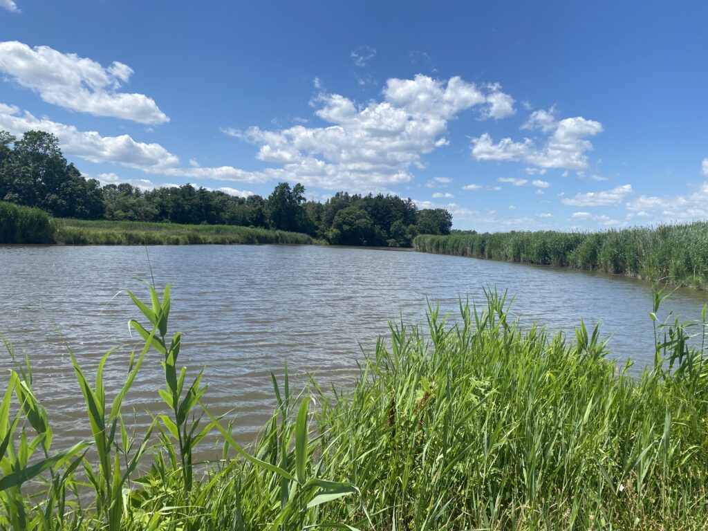 A calm river surrounded by tall green grass under a bright blue sky with scattered white clouds.
