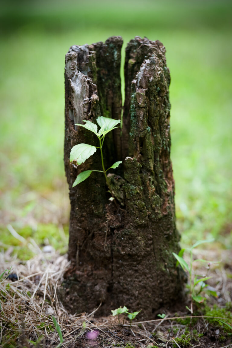 A small green plant growing from the center of a weathered, hollow tree stump in grass.