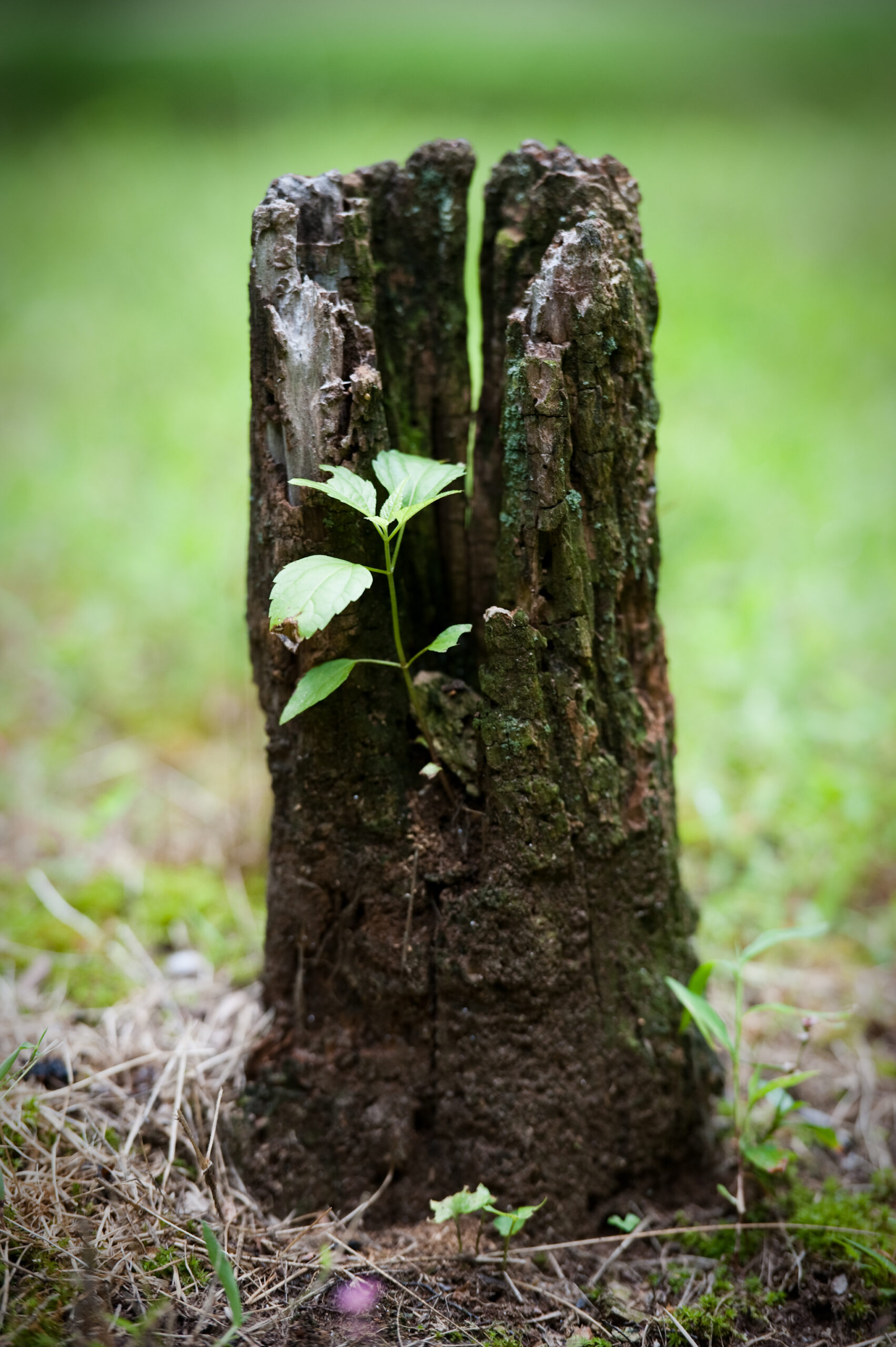 A small green plant growing from the center of a weathered, hollow tree stump in grass.