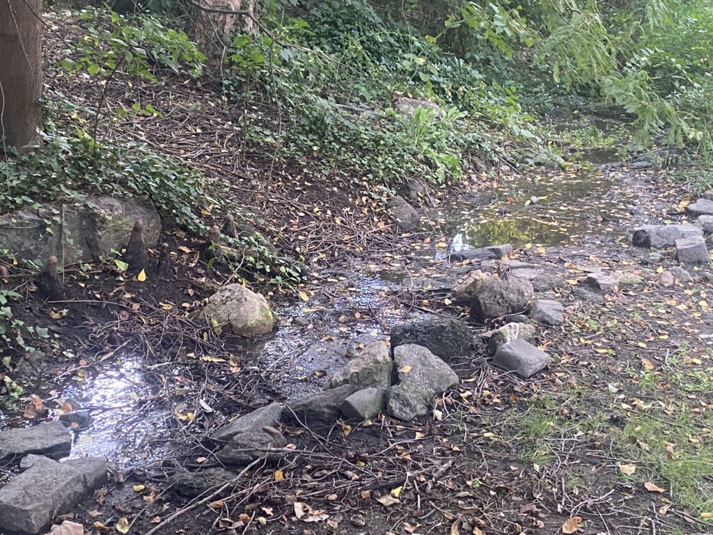 A small stream flows through a wooded area with rocks and fallen leaves scattered around.