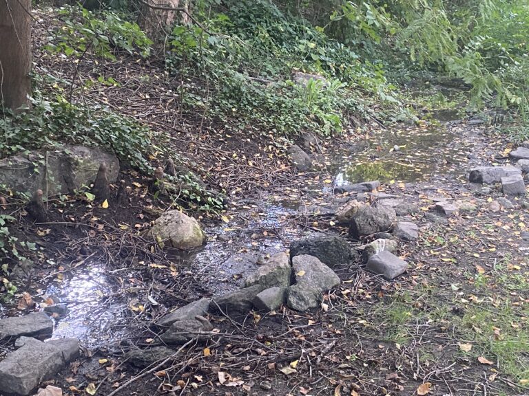 A small stream flows through a wooded area with rocks and fallen leaves scattered around.