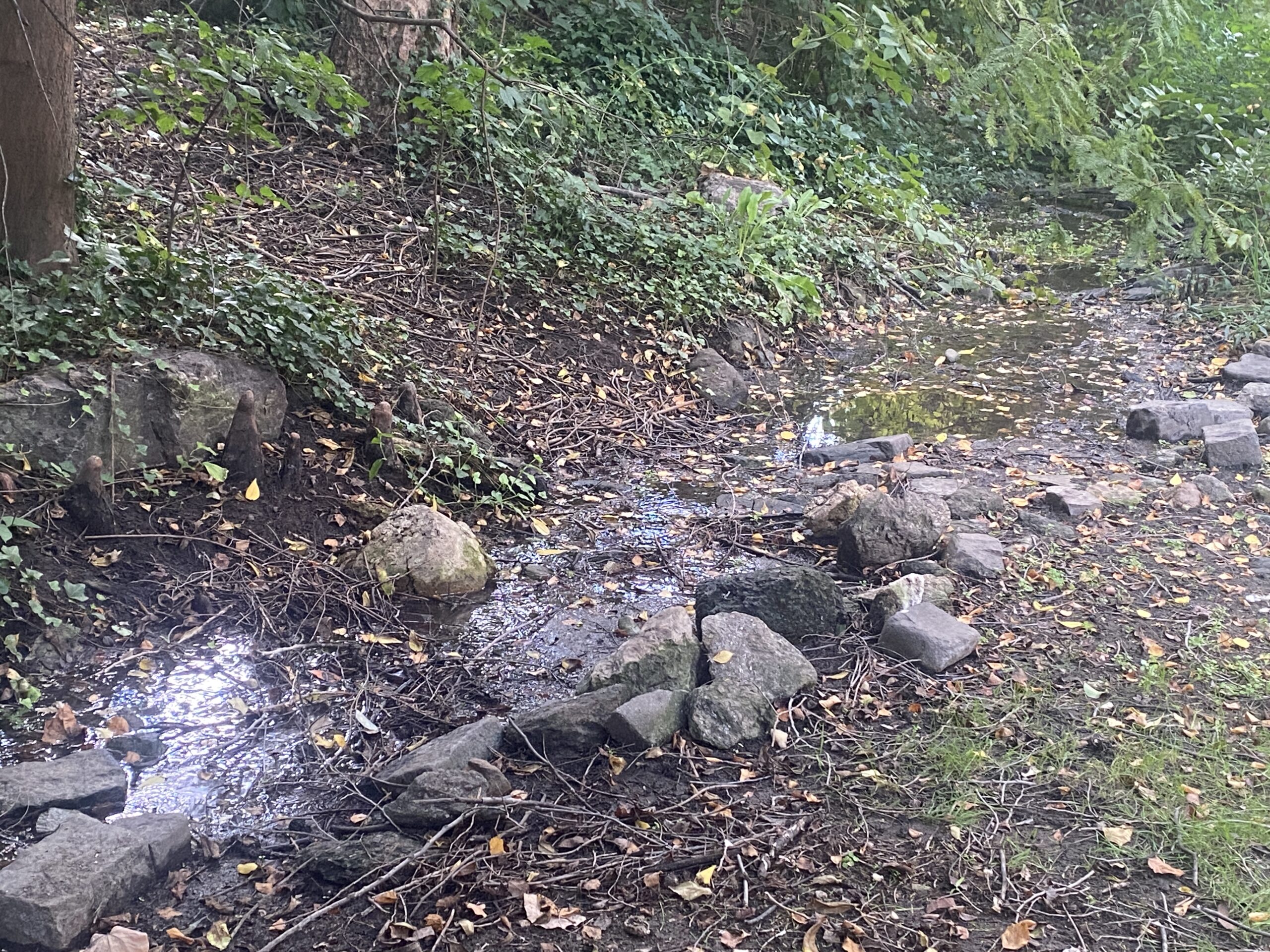 A small stream flows through a wooded area with rocks and fallen leaves scattered around.