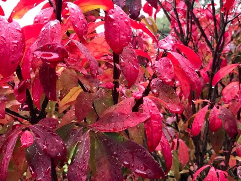 Close-up of vibrant red leaves covered in raindrops on branches, creating a lush, colorful autumn scene.