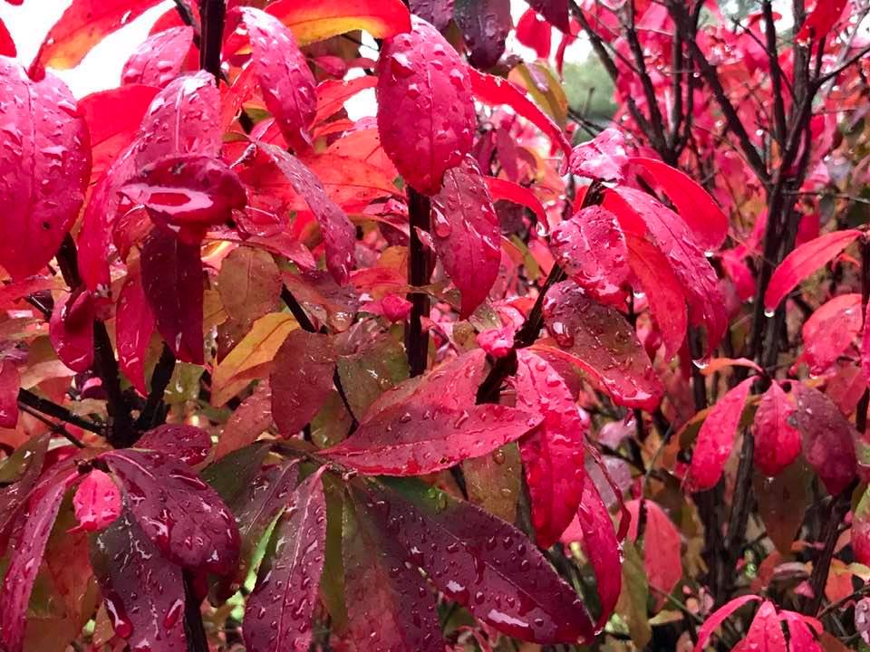 Close-up of vibrant red leaves covered in raindrops on branches, creating a lush, colorful autumn scene.