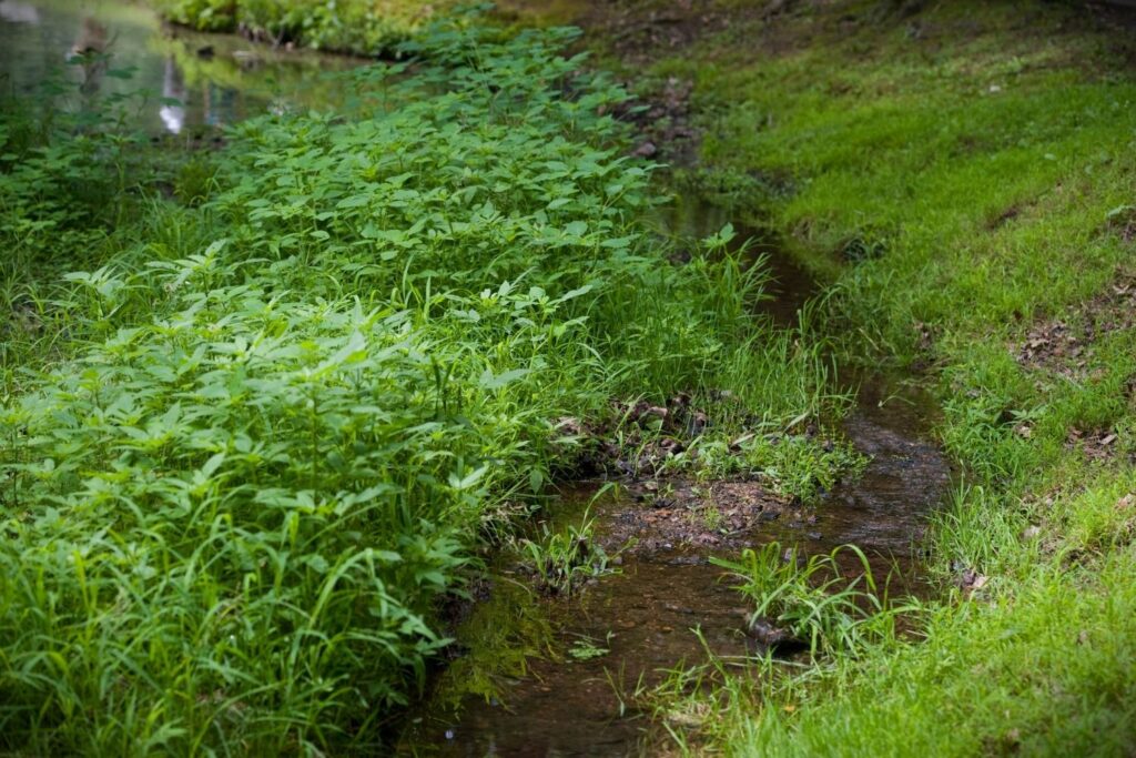 A small stream flows through lush green grass and dense plants in a peaceful, wooded area.