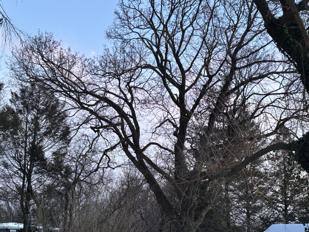 Bare tree branches against a blue sky with scattered clouds in a winter landscape.