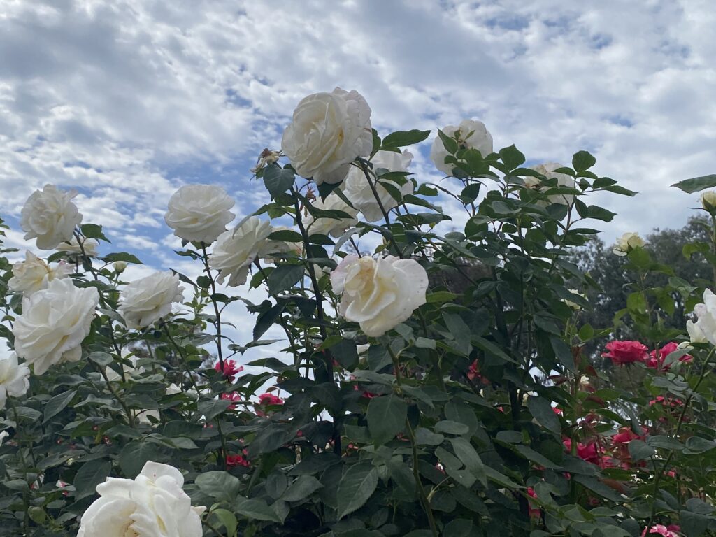 White roses blooming on tall green stems, with pink flowers and a partly cloudy sky in the background.