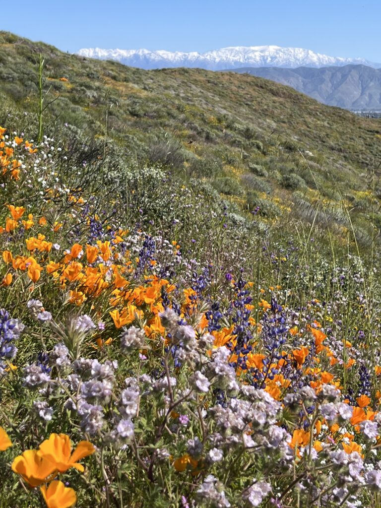 Wildflowers in bloom on a hillside with distant snow-capped mountains under a clear blue sky.