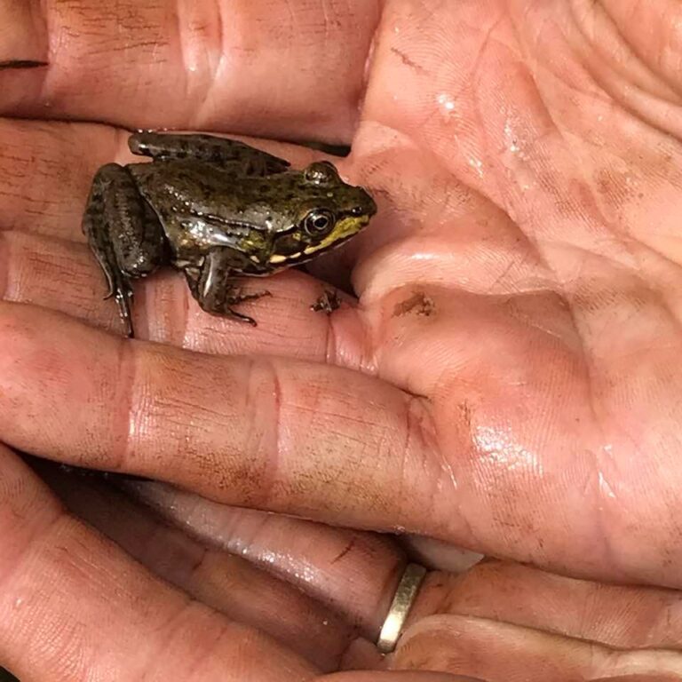 A small brown frog sits in the wet, cupped hands of a person wearing a gold ring.