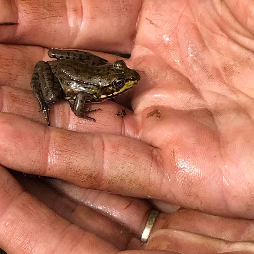 A small brown frog sits in the wet, cupped hands of a person wearing a gold ring.