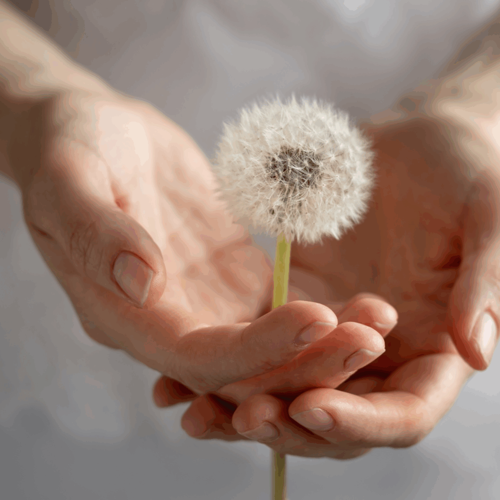 A person gently holds a fluffy dandelion seed head between their cupped hands.