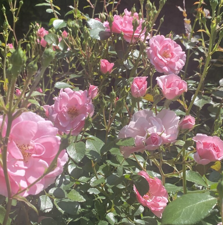 0C4D5982-99B2-45D6-910D-2B0E332A93FB