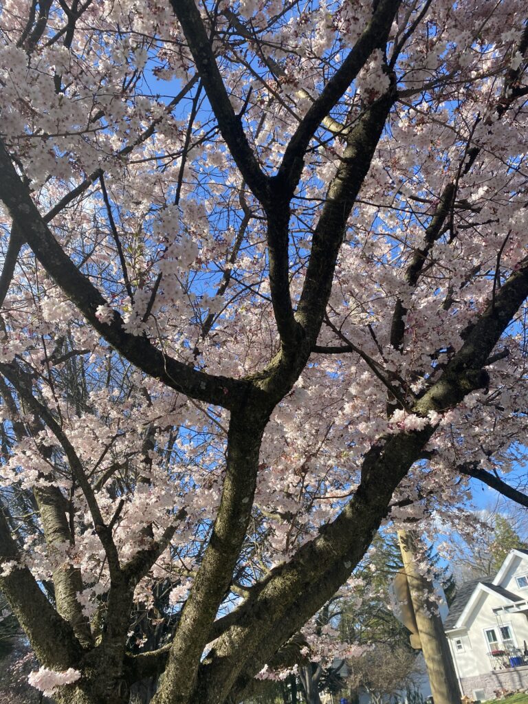 cherry blossom tree in bloom