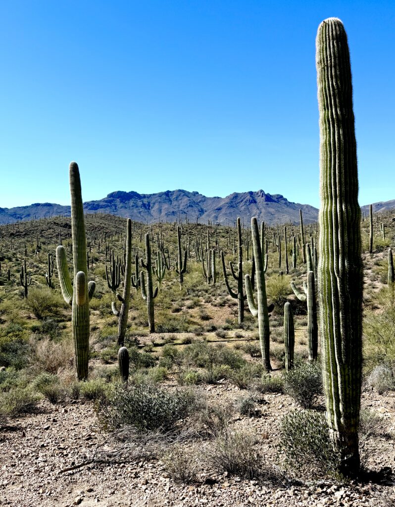 rows of cactus against a blue sky