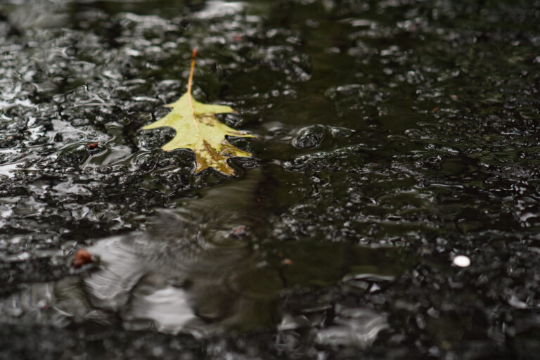 leaf floating in water