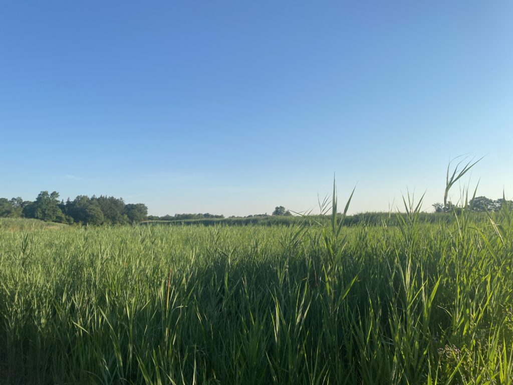Green reeds against a blue sky