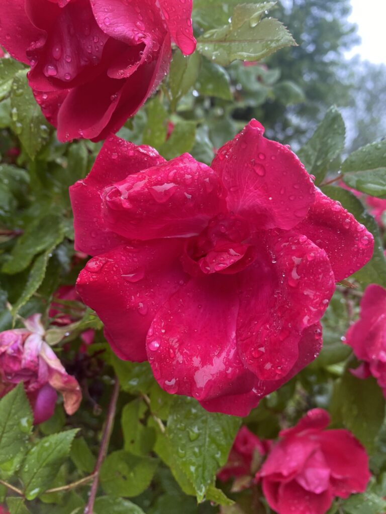 a close-up of a red rose