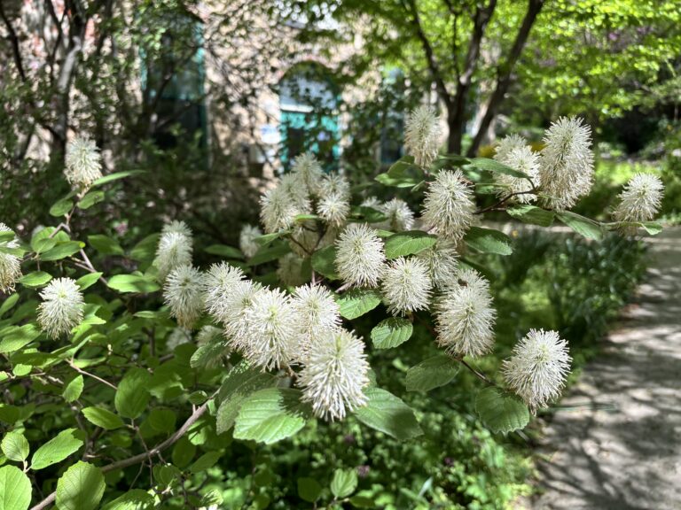 white puffy flowers