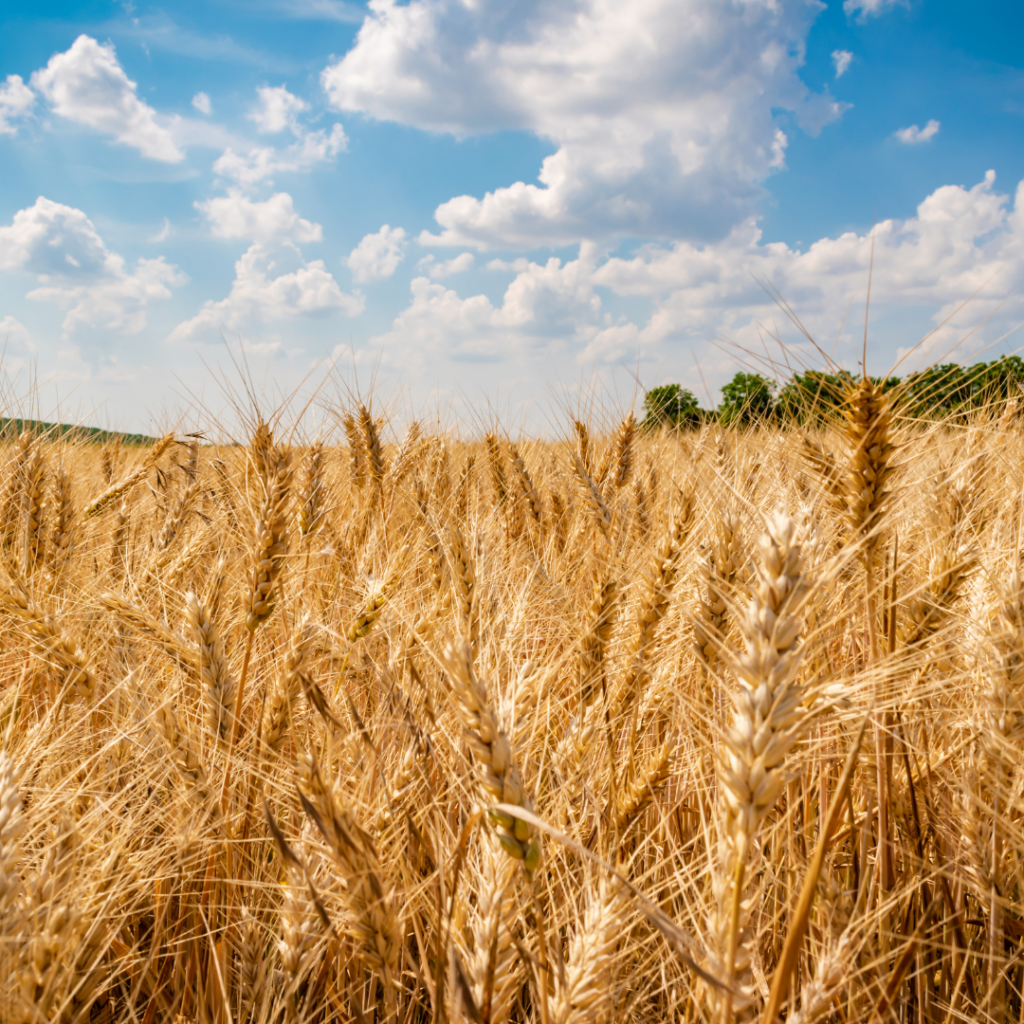 Golden wheat field under a bright blue sky with fluffy white clouds on a sunny day.