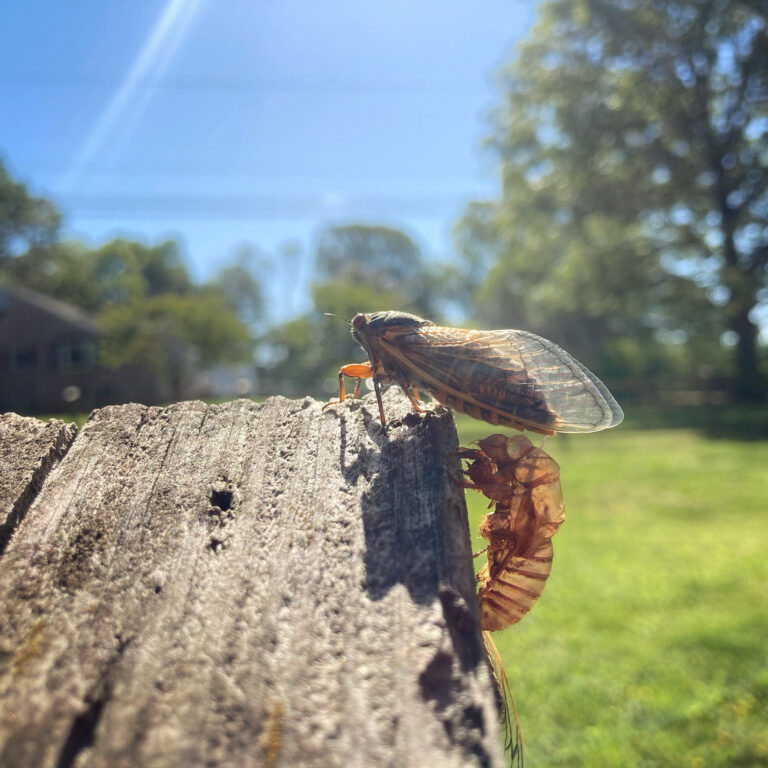 A cicada on a wooden fence next to its exoskeleton, with a sunny, green yard in the background.