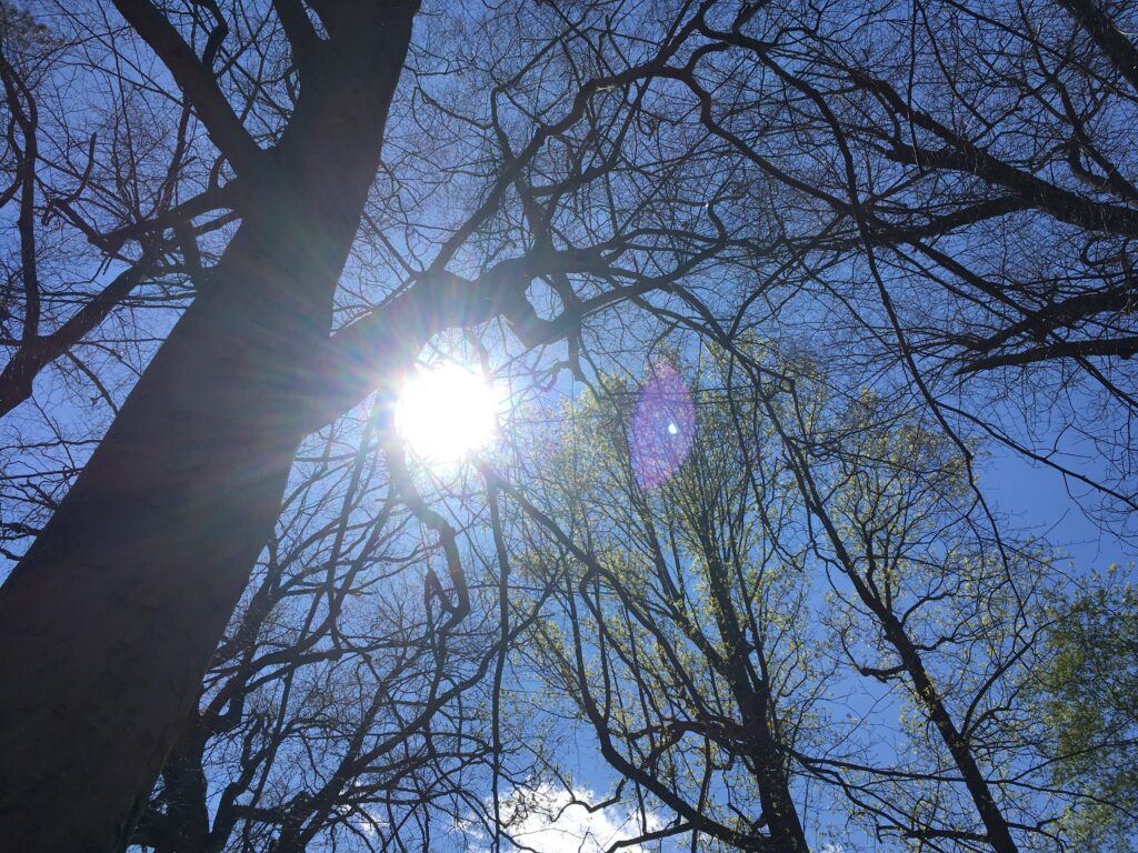 The sun shines brightly through bare tree branches against a blue sky with a few small clouds.