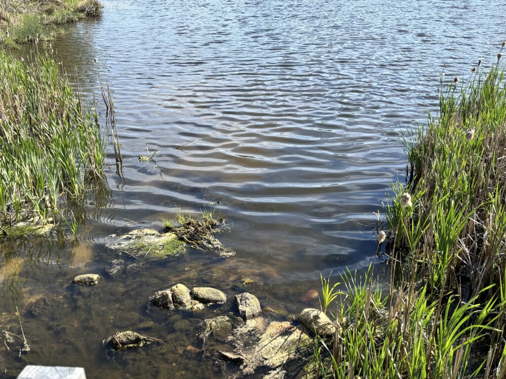 Shallow water with rocks and tall grass at the edge of a pond under bright sunlight.