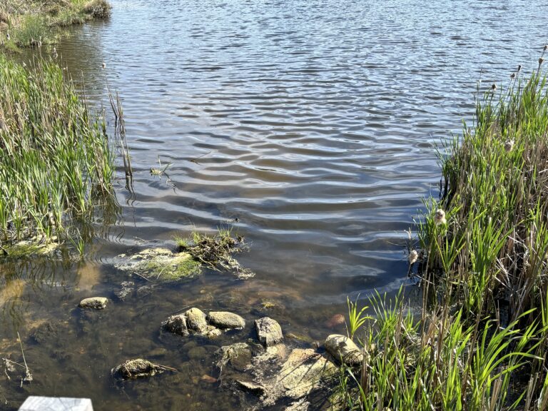 Shallow water with rocks and tall grass at the edge of a pond under bright sunlight.